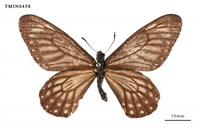 藏品(黃星斑鳳蝶)的圖片